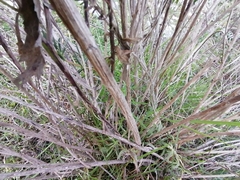 Nidorella ivifolia