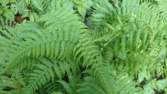 Amauropelta beddomei