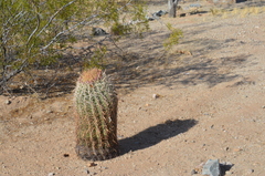Ferocactus cylindraceus