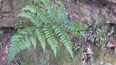 Diplazium kawakamii