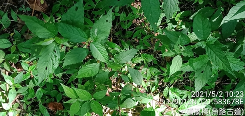 Achyranthes bidentata iNat (2)