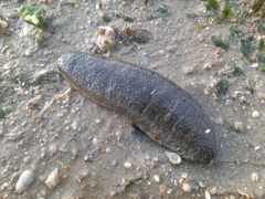 Holothuria scabra