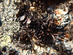 Cornicularia normoerica