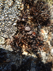 Cornicularia normoerica