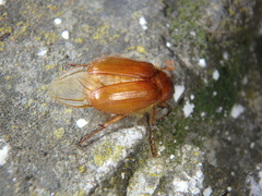 Holochelus brenskei