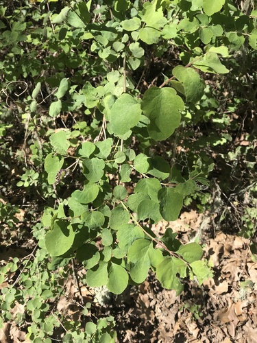 iNaturalist observation photo of snowberries