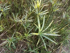 Cyperus dives