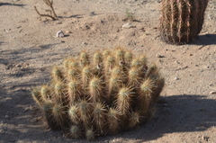 Echinocereus engelmannii engelmannii