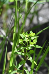 Euphorbia taurinensis