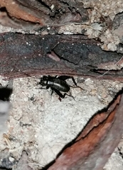 Gryllus bimaculatus