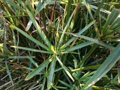 Cyperus dives