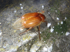 Holochelus brenskei