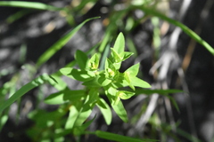 Euphorbia taurinensis