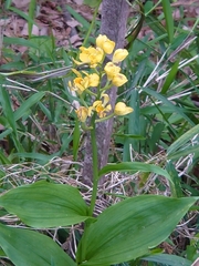Cephalanthera falcata