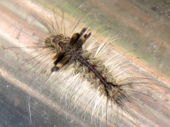 Matsumursine horishanella