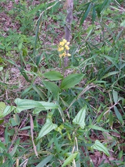 Cephalanthera falcata