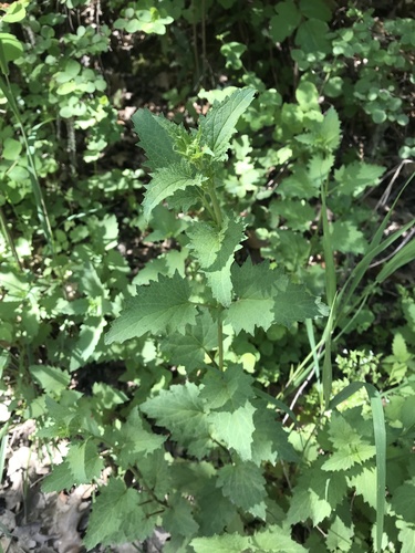 iNaturalist observation photo of California beeplant