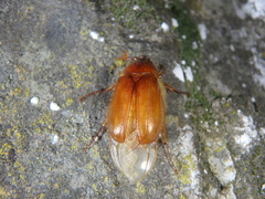Holochelus brenskei