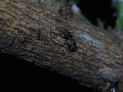 Basitropis