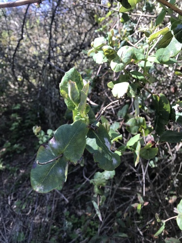 iNaturalist observation photo of Pink Honeysuckle
