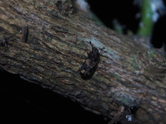 Basitropis