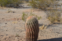 Ferocactus cylindraceus
