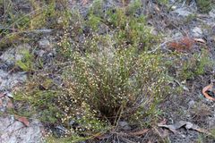 Opercularia scabrida