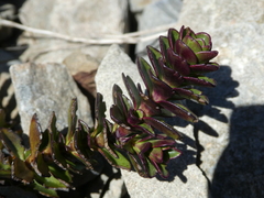 Veronica haastii
