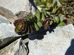 Veronica haastii