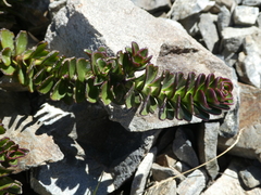 Veronica haastii