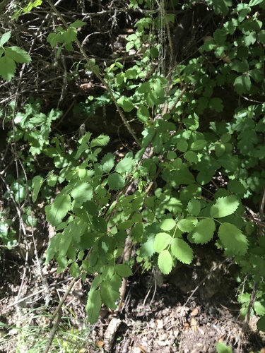 iNaturalist observation photo of Rosa