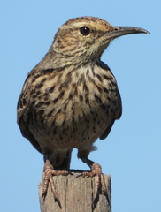 Certhilauda curvirostris brevirostris