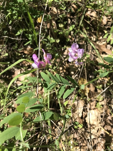 iNaturalist observation photo of American vetch