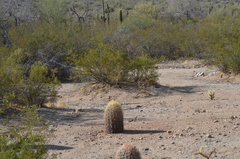 Ferocactus cylindraceus