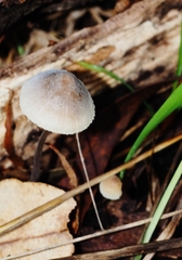 Mycena austrofilopes