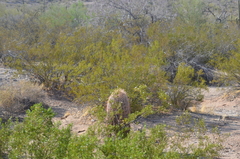 Larrea tridentata