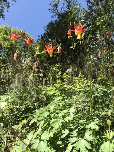 iNaturalist observation photo of western columbine