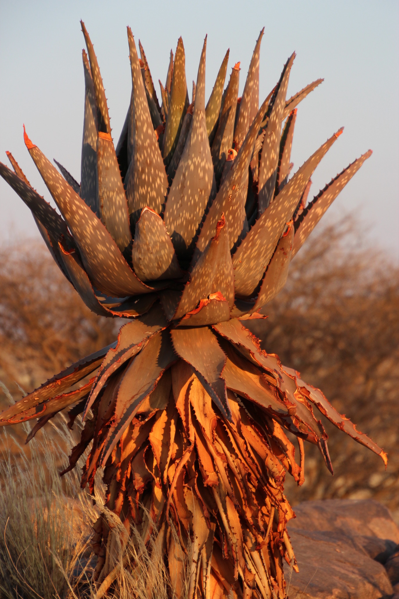 Mopane Aloe (Aloe littoralis)  iNaturalist