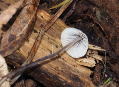 Mycena austrofilopes