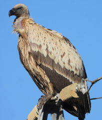 Cape Vulture photo 4