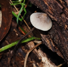 Mycena austrofilopes