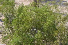 Larrea tridentata
