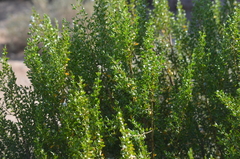 Larrea tridentata