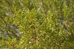 Larrea tridentata
