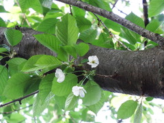 Prunus cerasus