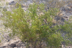 Larrea tridentata