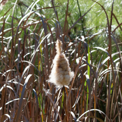 Typha capensis