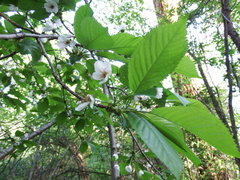 Prunus cerasus