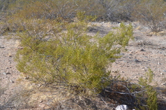 Larrea tridentata