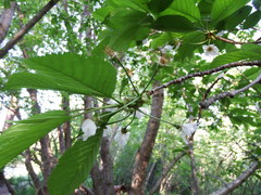 Prunus cerasus